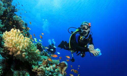 Scuba Diver explores Coral Reef in Tropical Sea